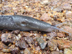 Image of ash-black slug