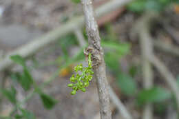 Image of Tinospora cordifolia (Willd.) Miers