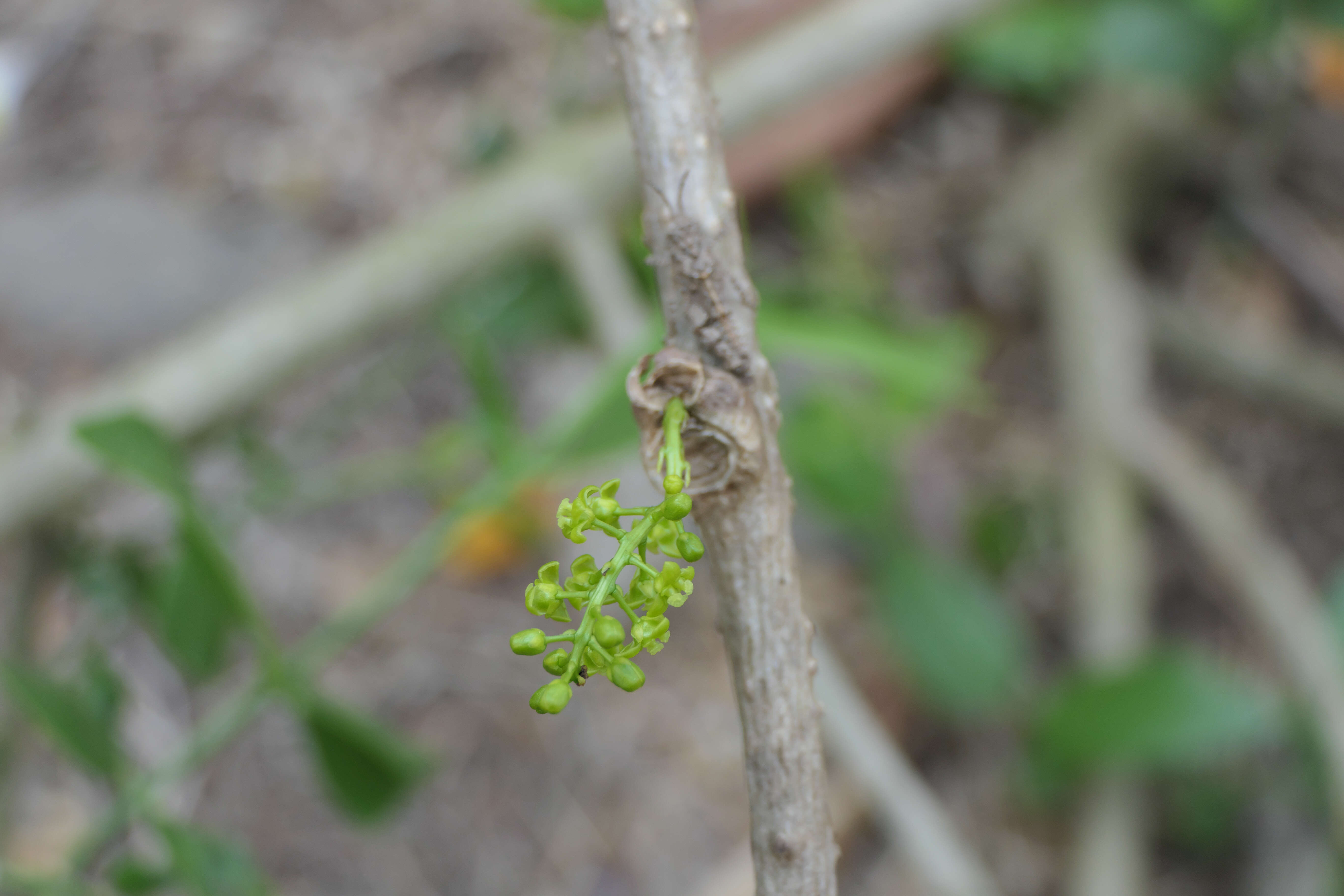 Image of Tinospora cordifolia (Willd.) Miers