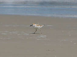 Charadrius dealbatus (Swinhoe 1870) resmi