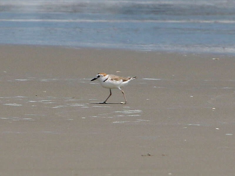 Charadrius dealbatus (Swinhoe 1870) resmi