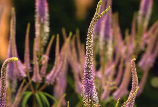 Image de Veronicastrum