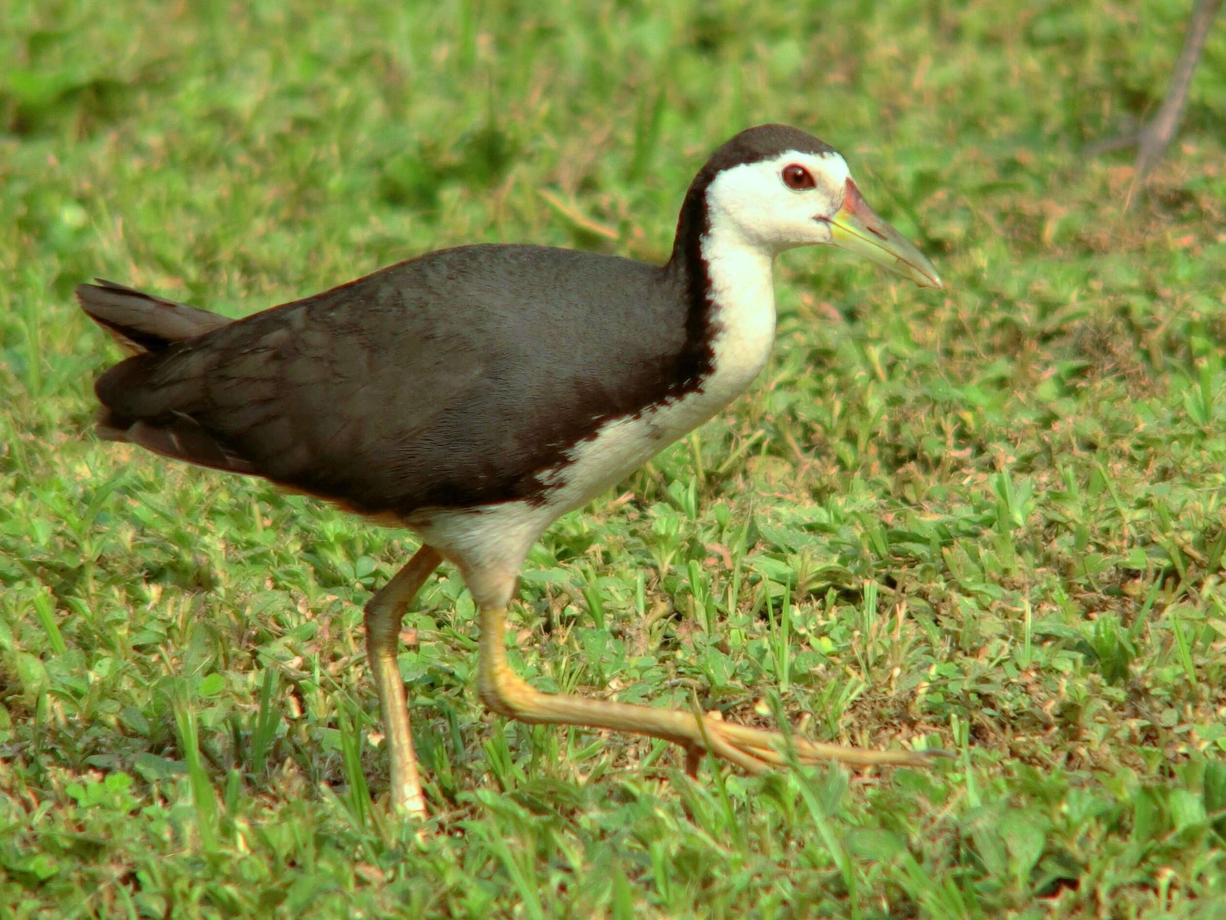 Image of White-breasted Waterhen