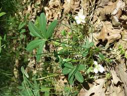 Image of White Cinquefoil