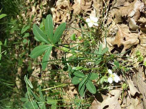 Imagem de Potentilla alba L.