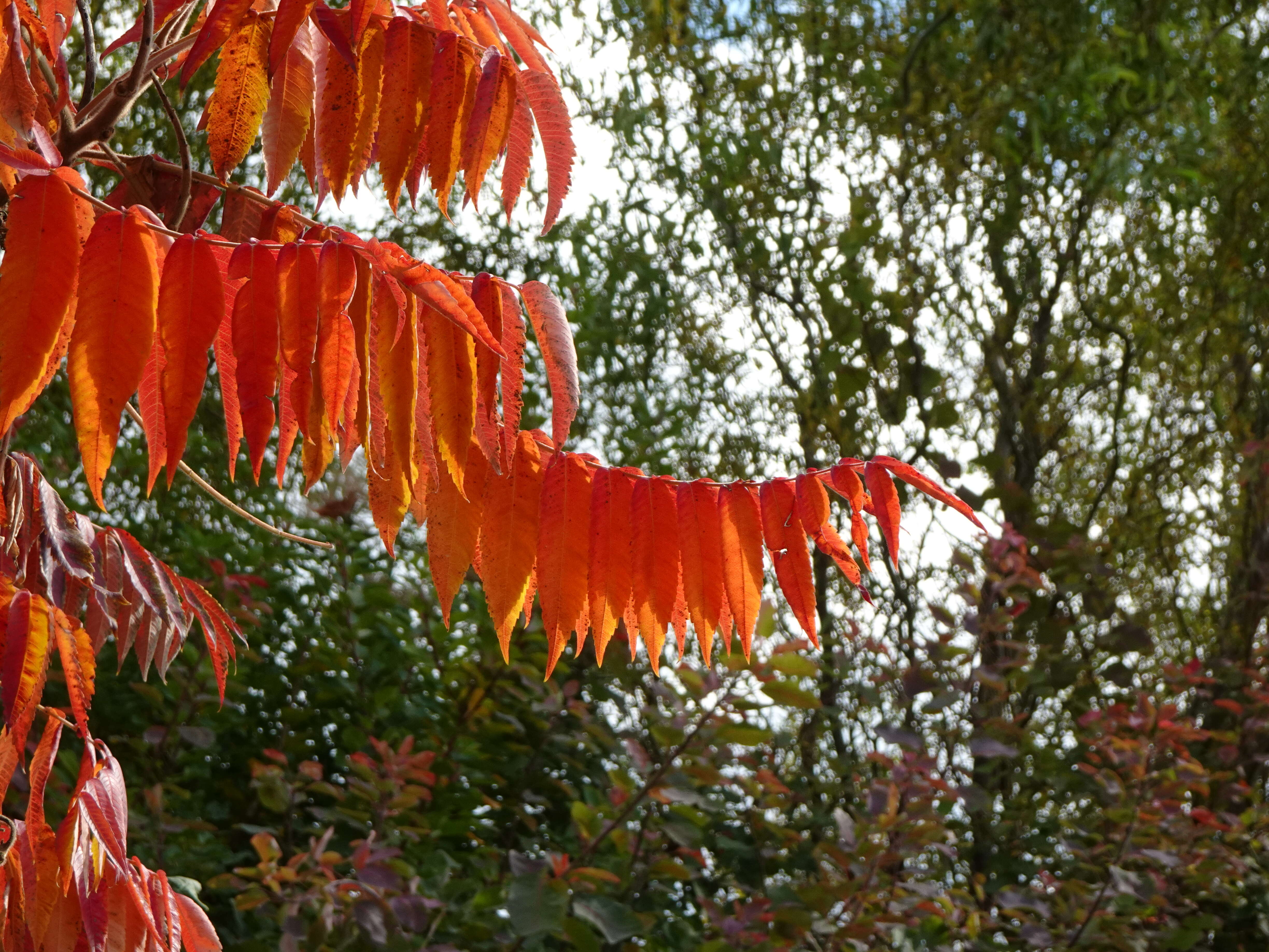 Image de sumac