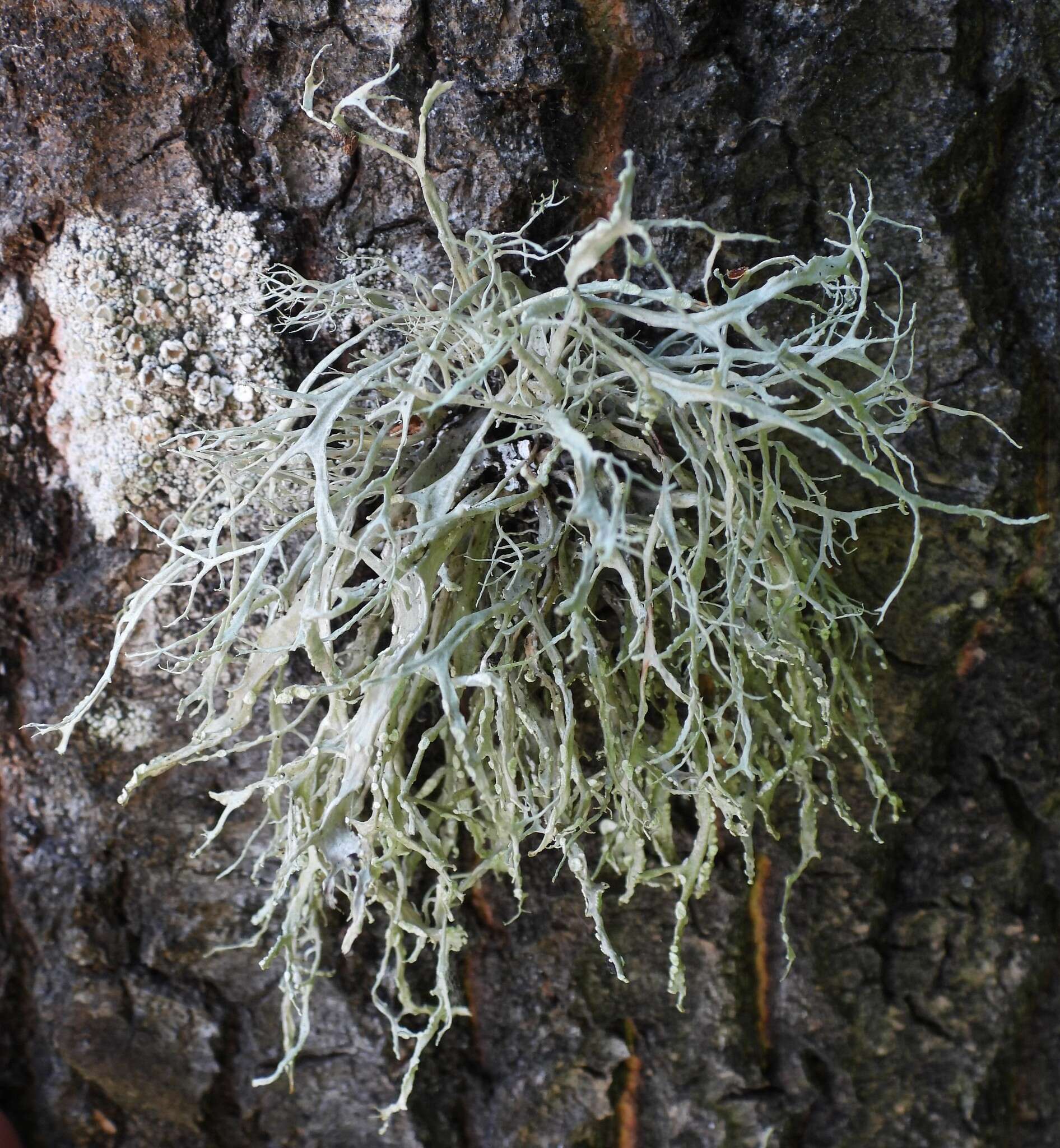 Imagem de Ramalina farinacea (L.) Ach.