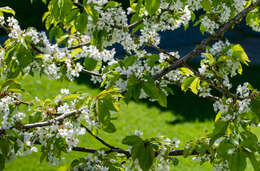 Image of sour cherry