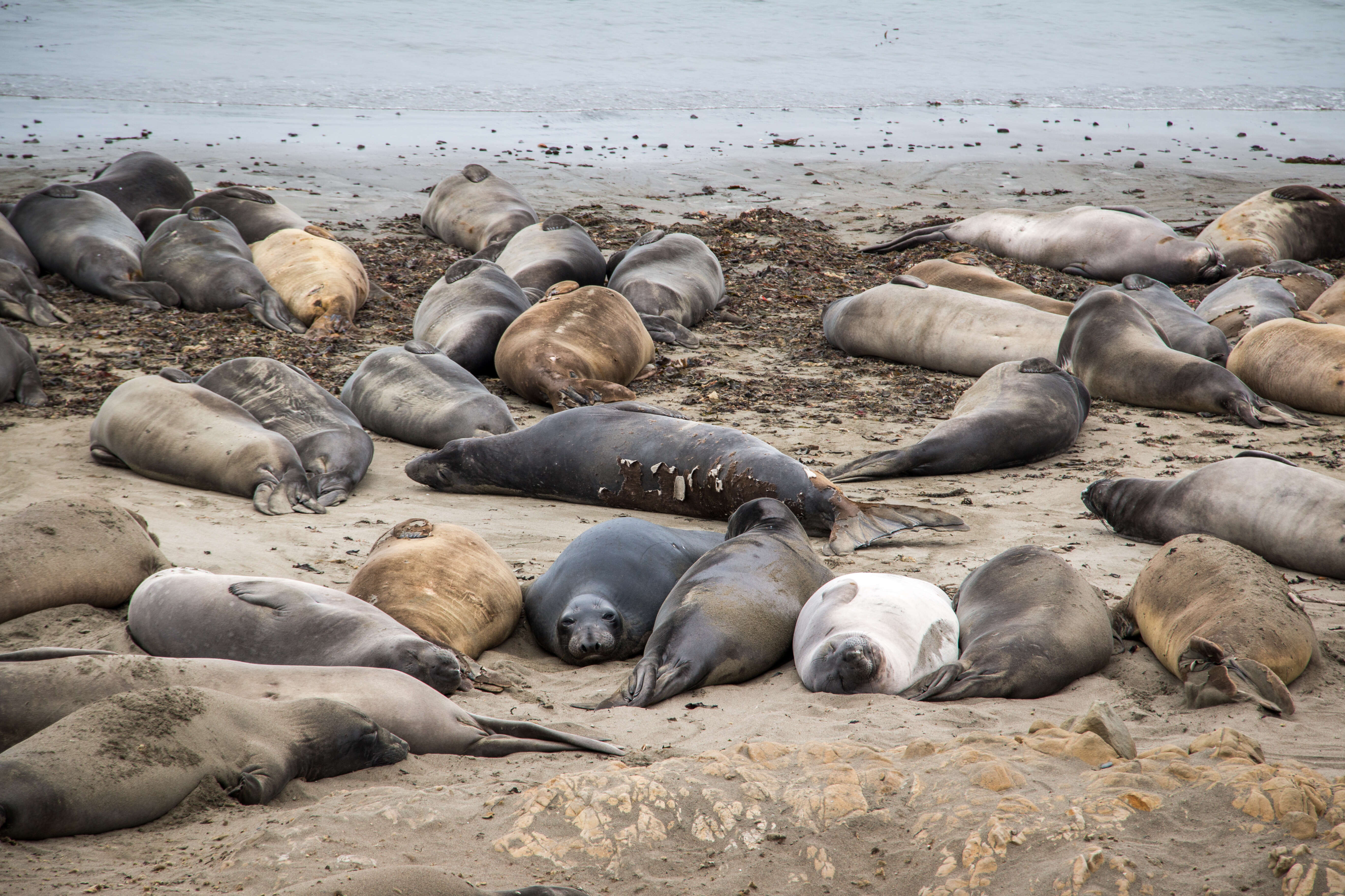 Image of Northern Elephant Seal