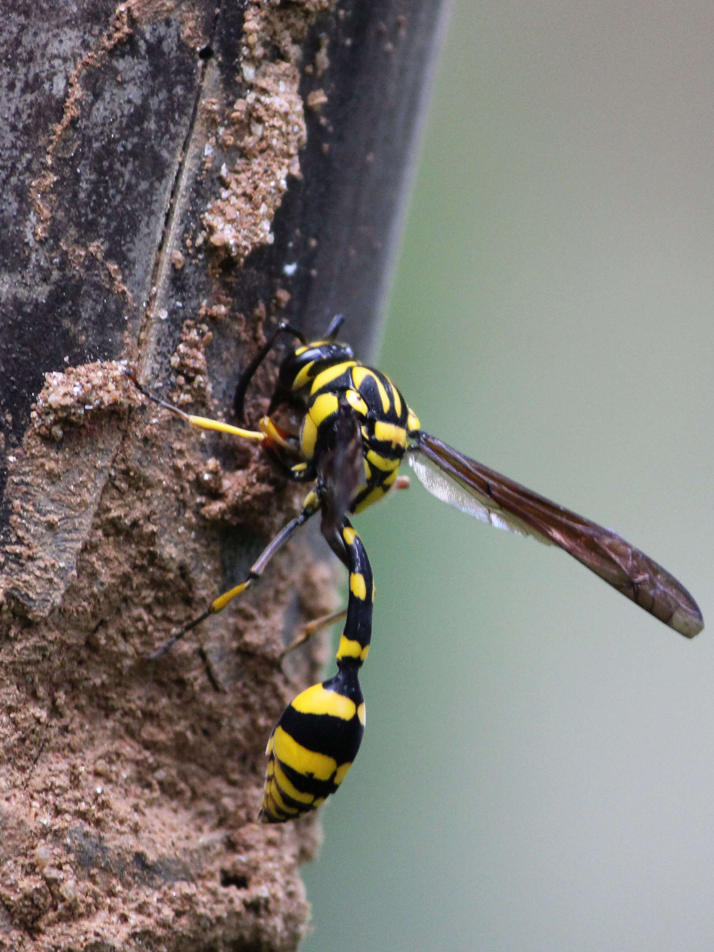 Phimenes flavopictus (Blanchard 1845)的圖片