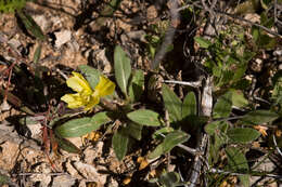 Imagem de Oenothera primiveris A. Gray