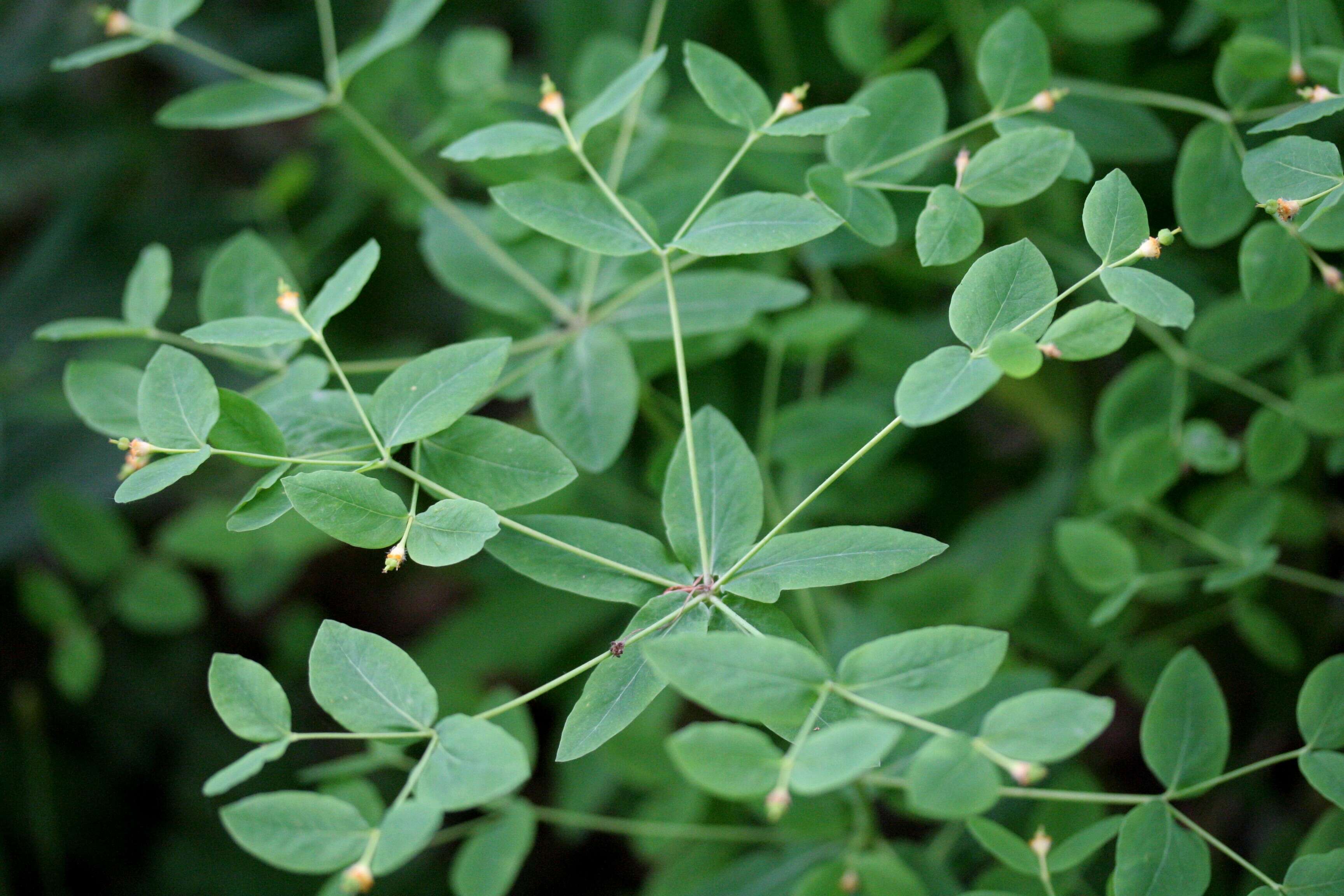 Image of sweet spurge