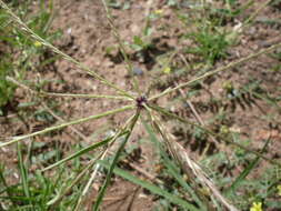 Image of Australian fingergrass