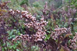 Imagem de Solidago gigantea Ait.