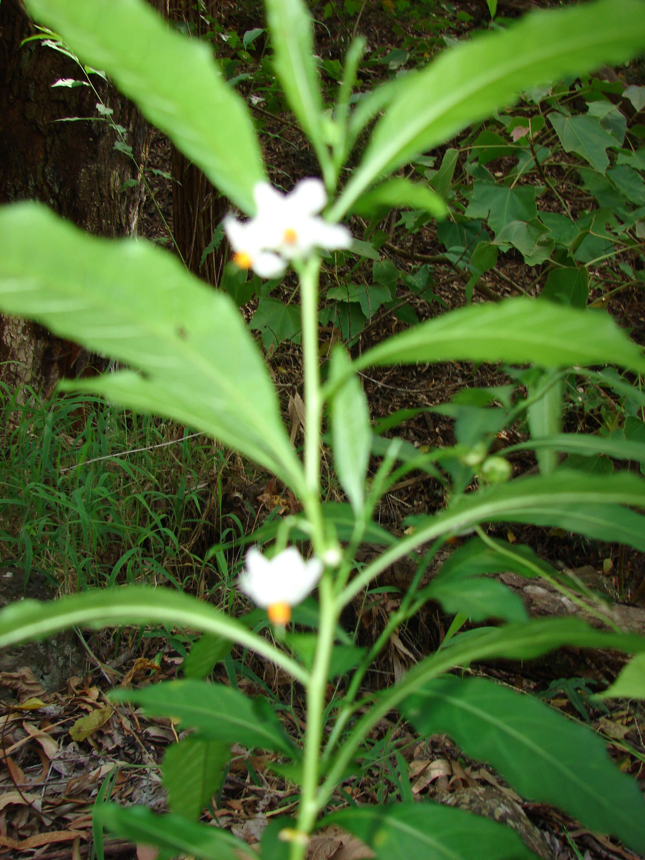 Image of Jerusalem Cherry