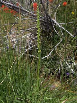 Image of Intermountain Bog Orchid