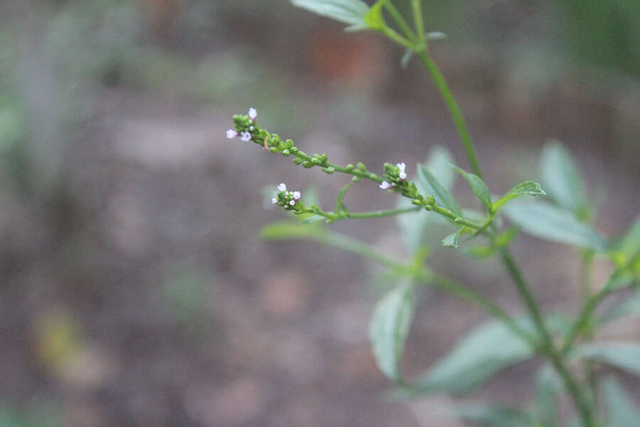 Image of herb of the cross