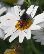 Image of Heliotaurus ruficollis