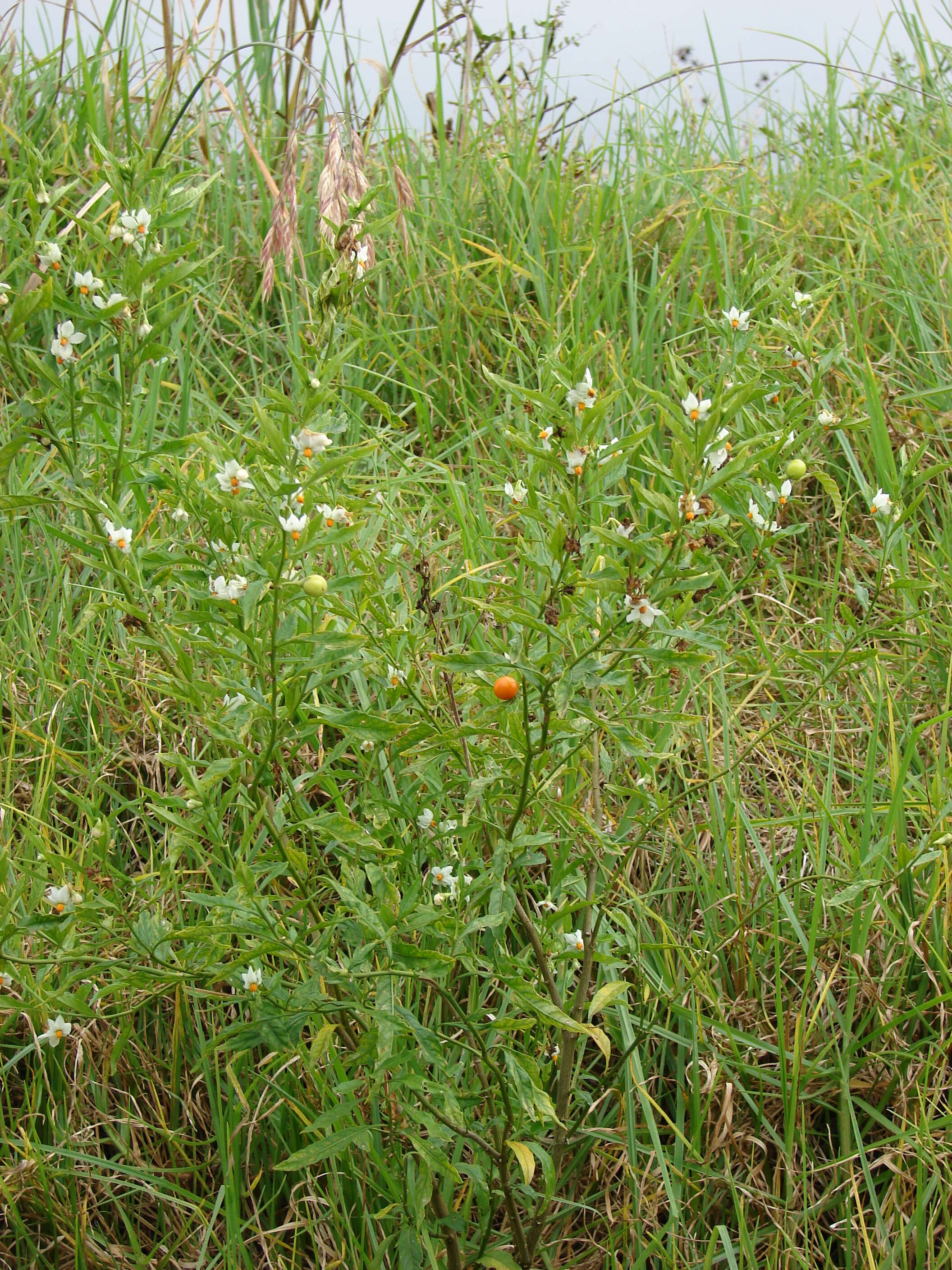 Image of Jerusalem Cherry