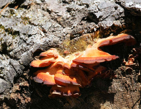 Image of Bracket Fungus