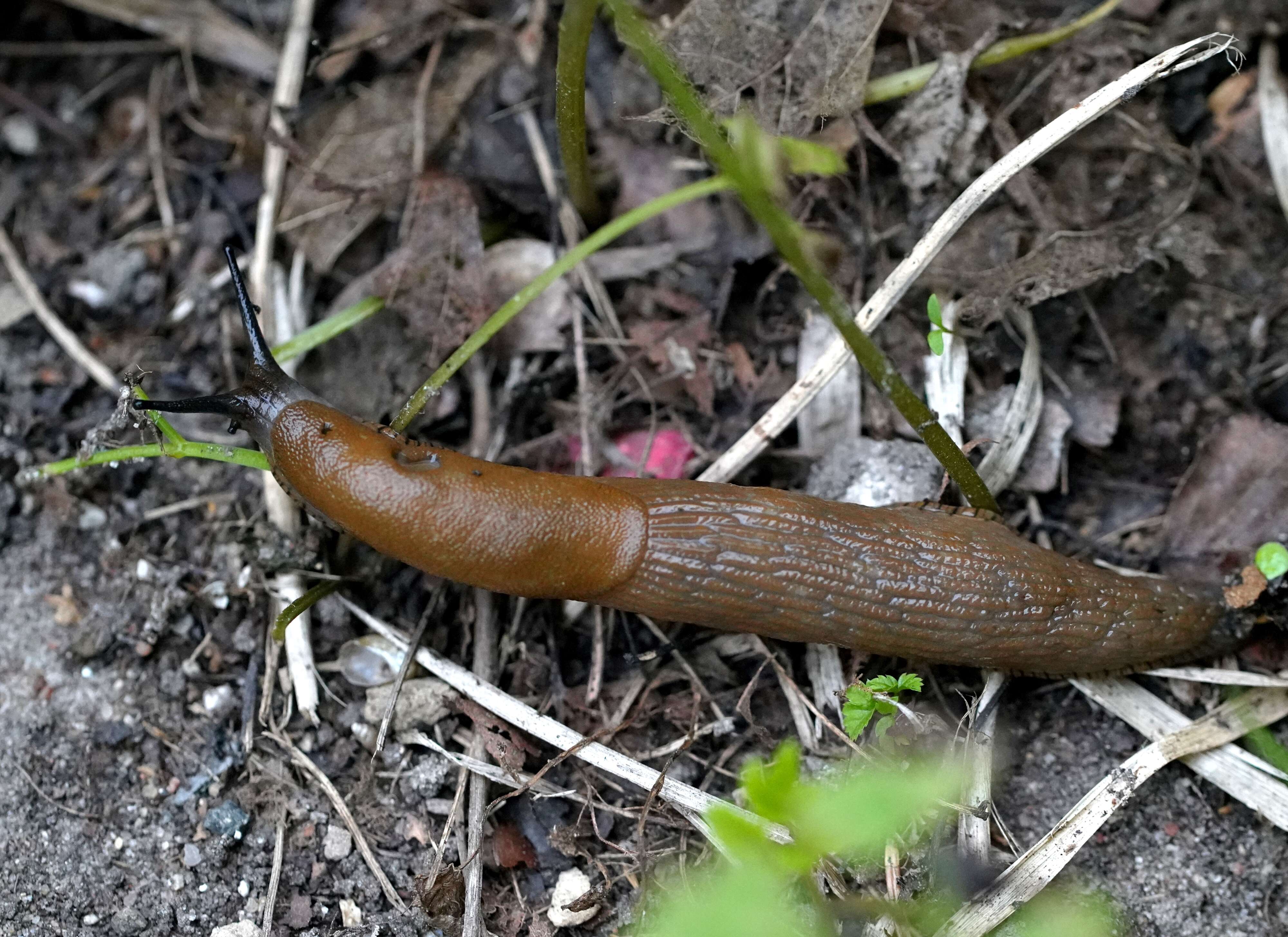 Image of Spanish slug