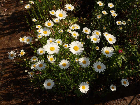 Image of Oxeye Daisy