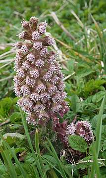 Image of butterbur