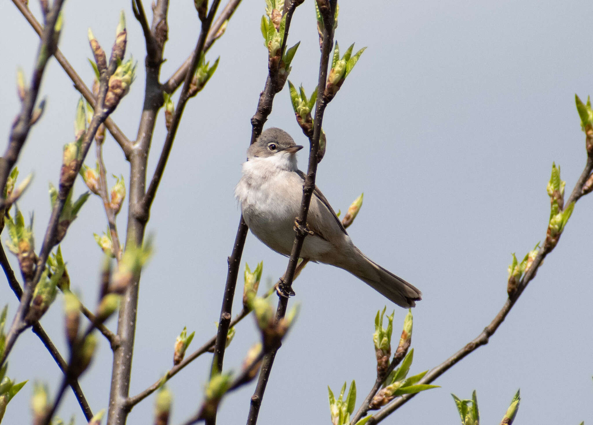 Image of Sylvia communis