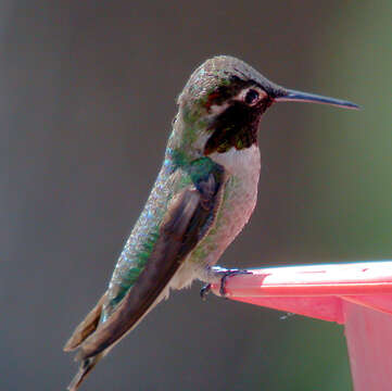 Image of Black-chinned Hummingbird