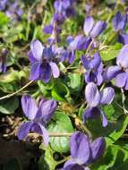 Image of sweet violet