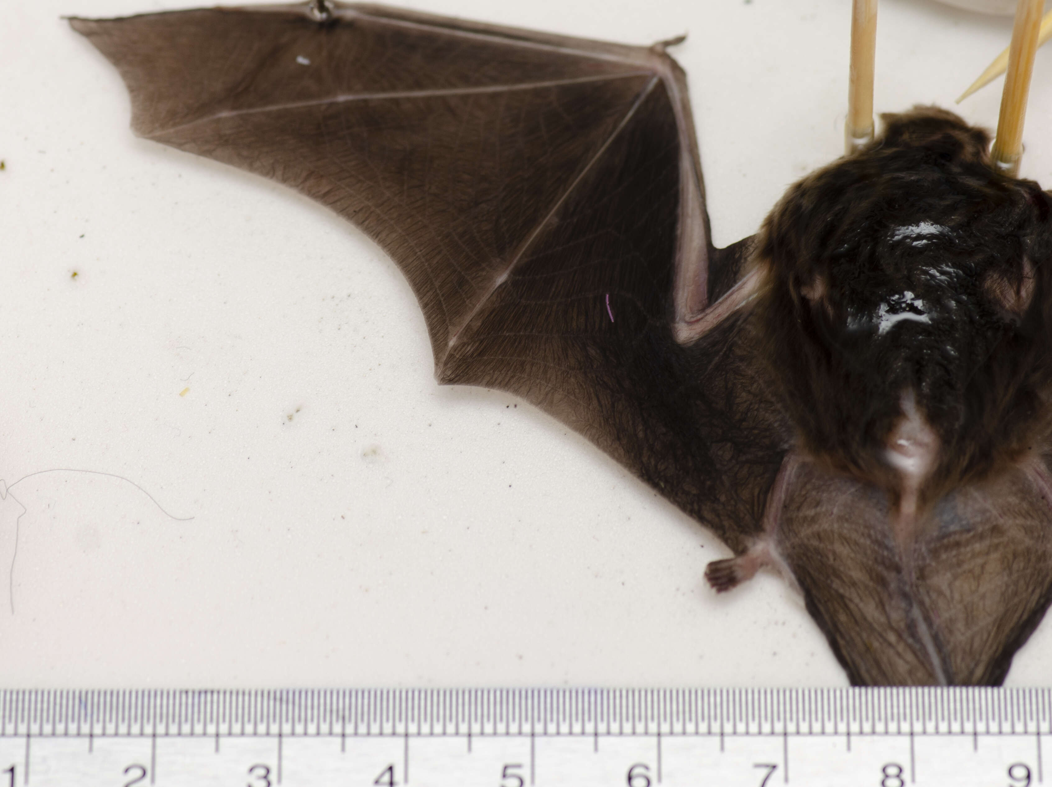 Image of Little Bent-winged Bat