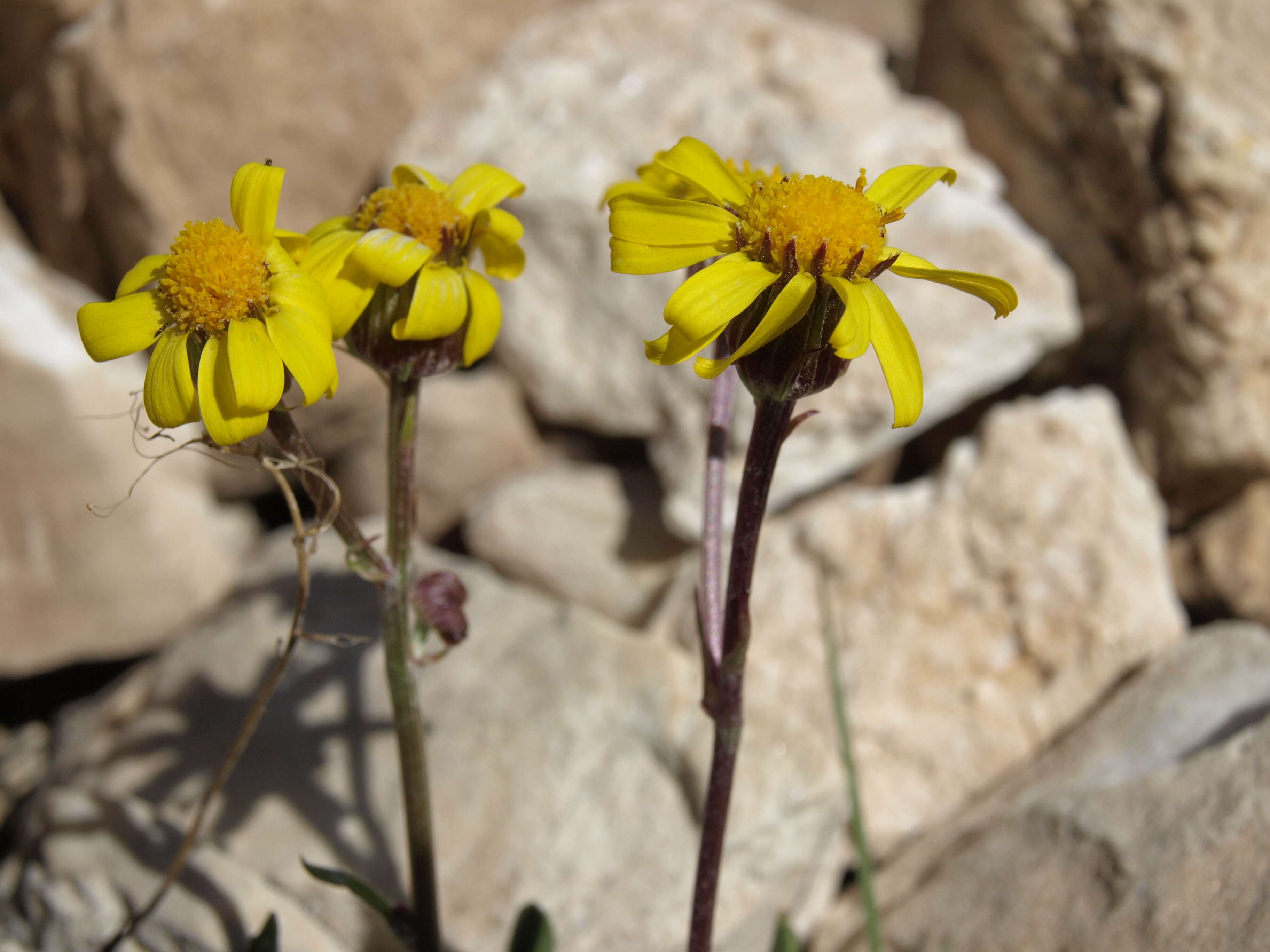 Image of hoary groundsel