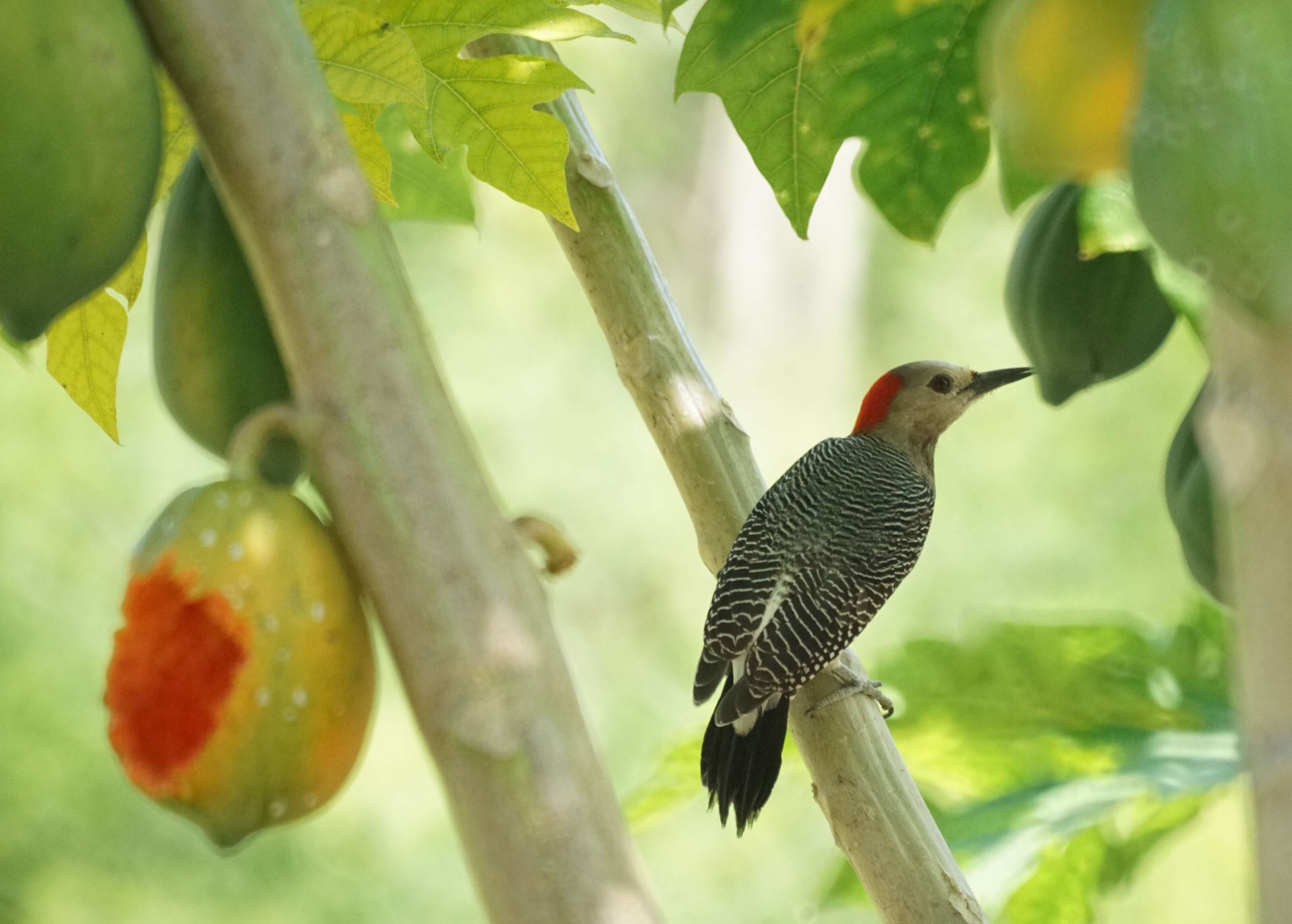 Image of Golden-fronted Woodpecker