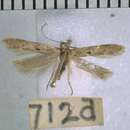Image of Thiotricha oleariae Hudson 1928
