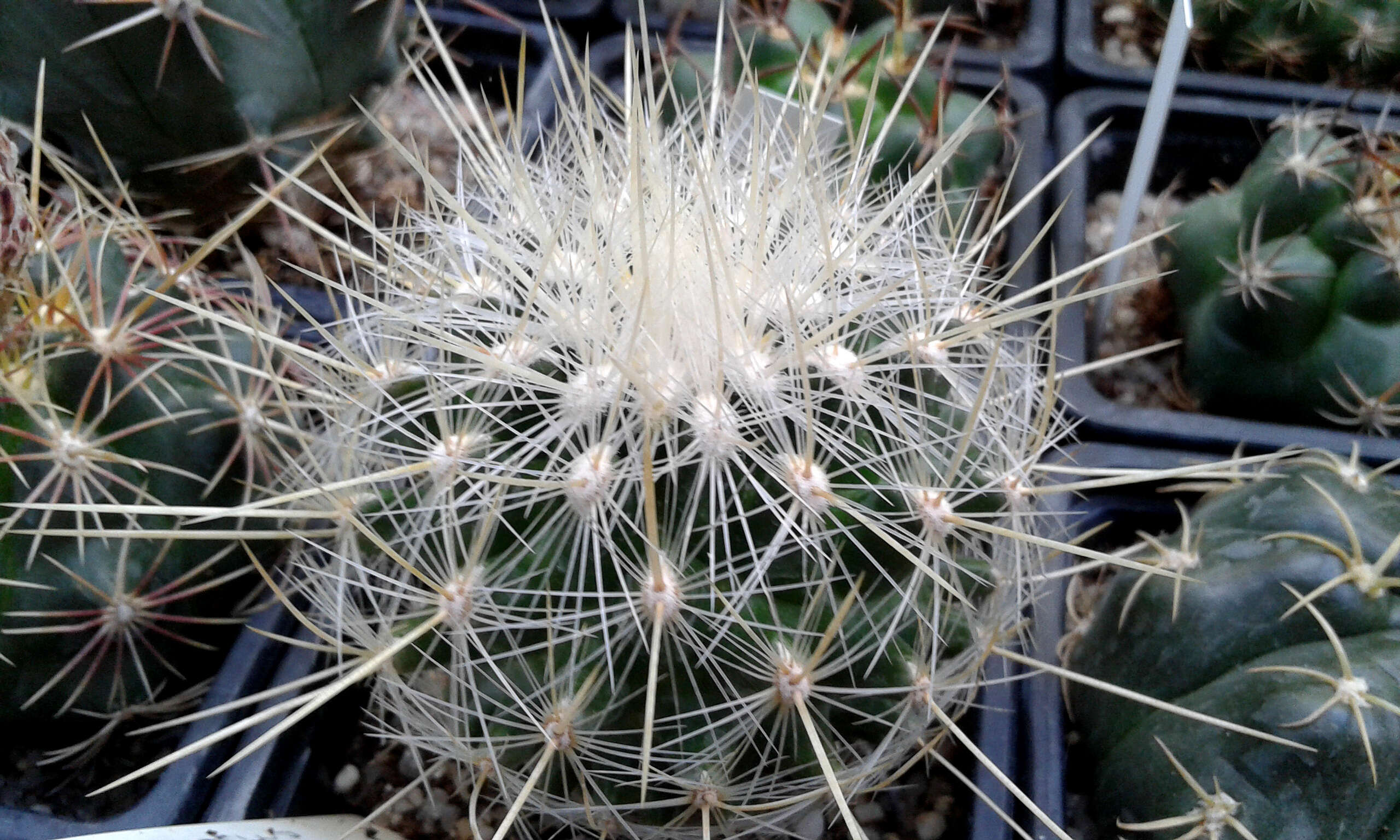 Image of Thelocactus macdowellii (Rebut ex Quehl) W. T. Marshall