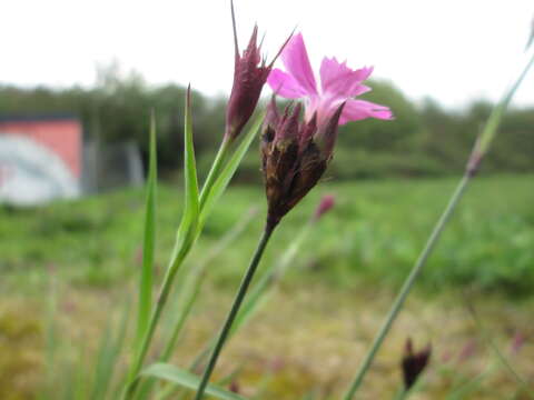 Image of carthusian pink