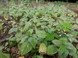 Image of broadleaf enchanter's nightshade