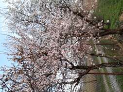 Image of flowering almond