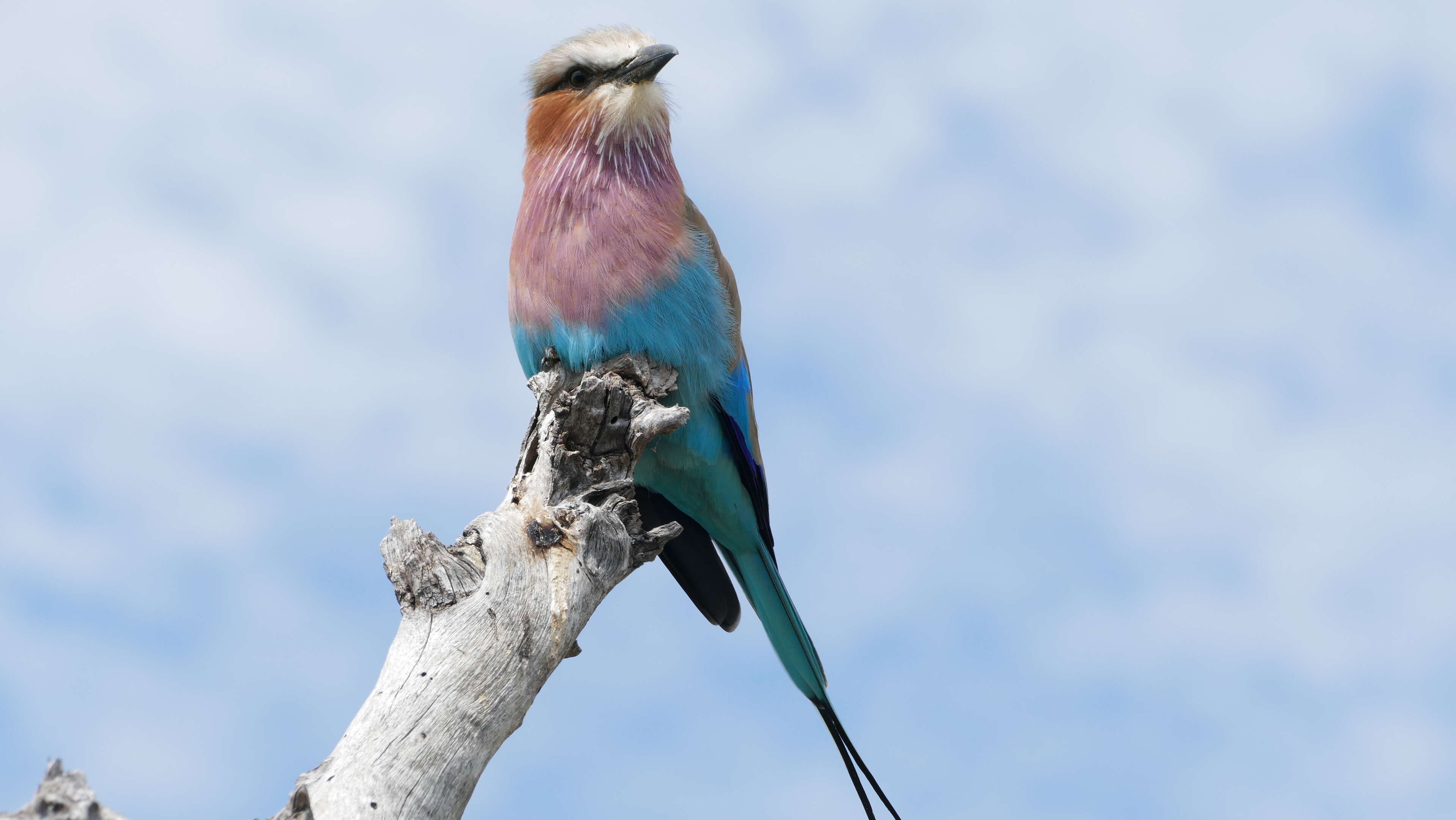 Image of Lilac-breasted Roller