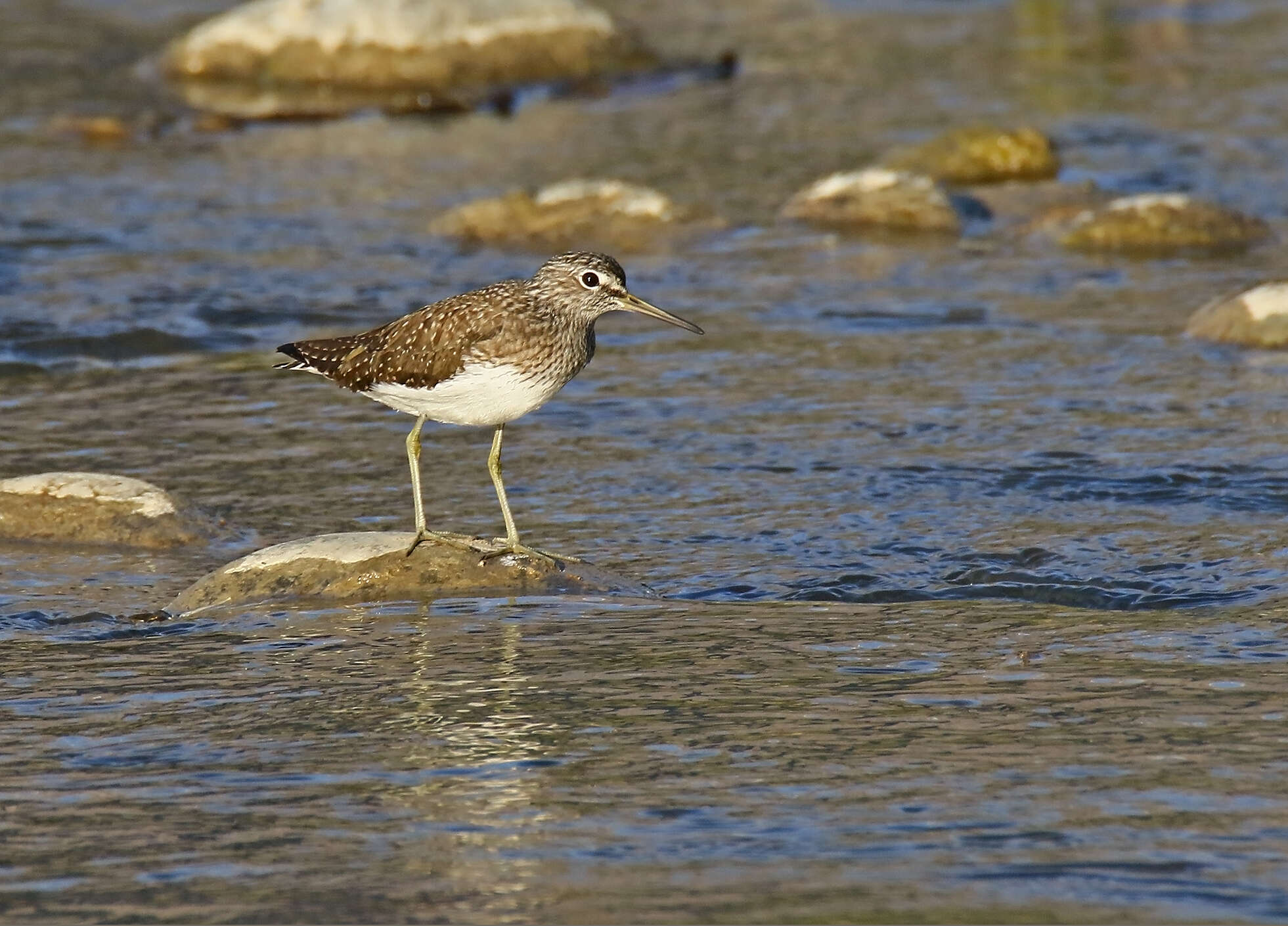 Image of Green Sandpiper