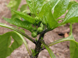 Imagem de Capsicum annuum L.