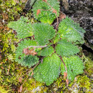 Image of Pyrenean-Violet