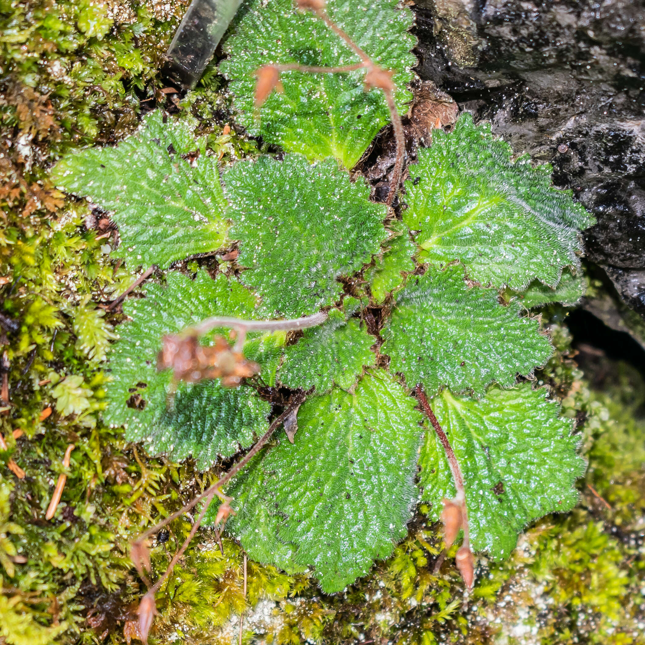 Image of Pyrenean-Violet