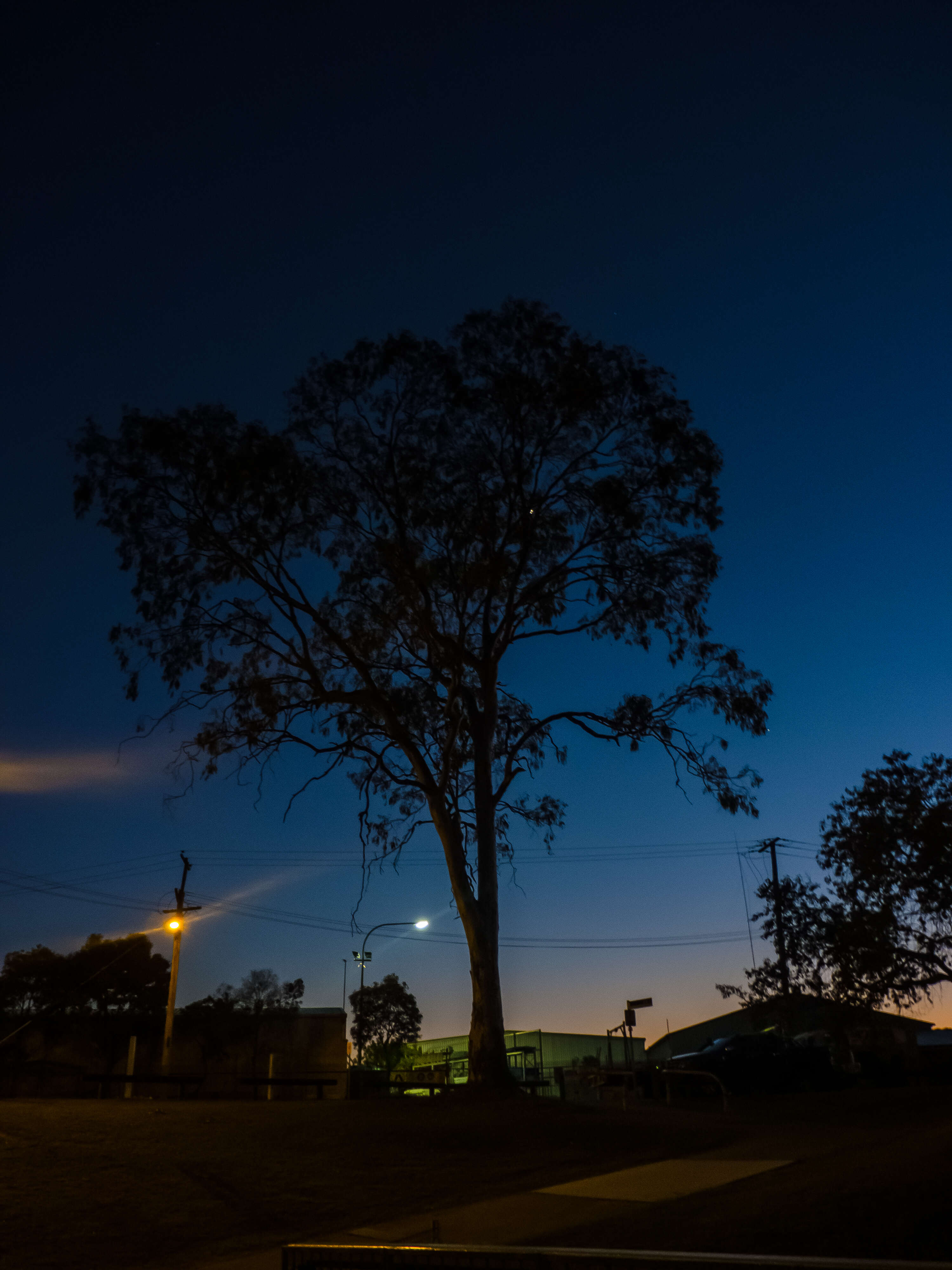 Image of forest redgum