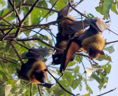 Image of Indian Flying Fox