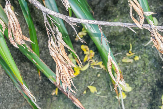 Image of New Zealand flax