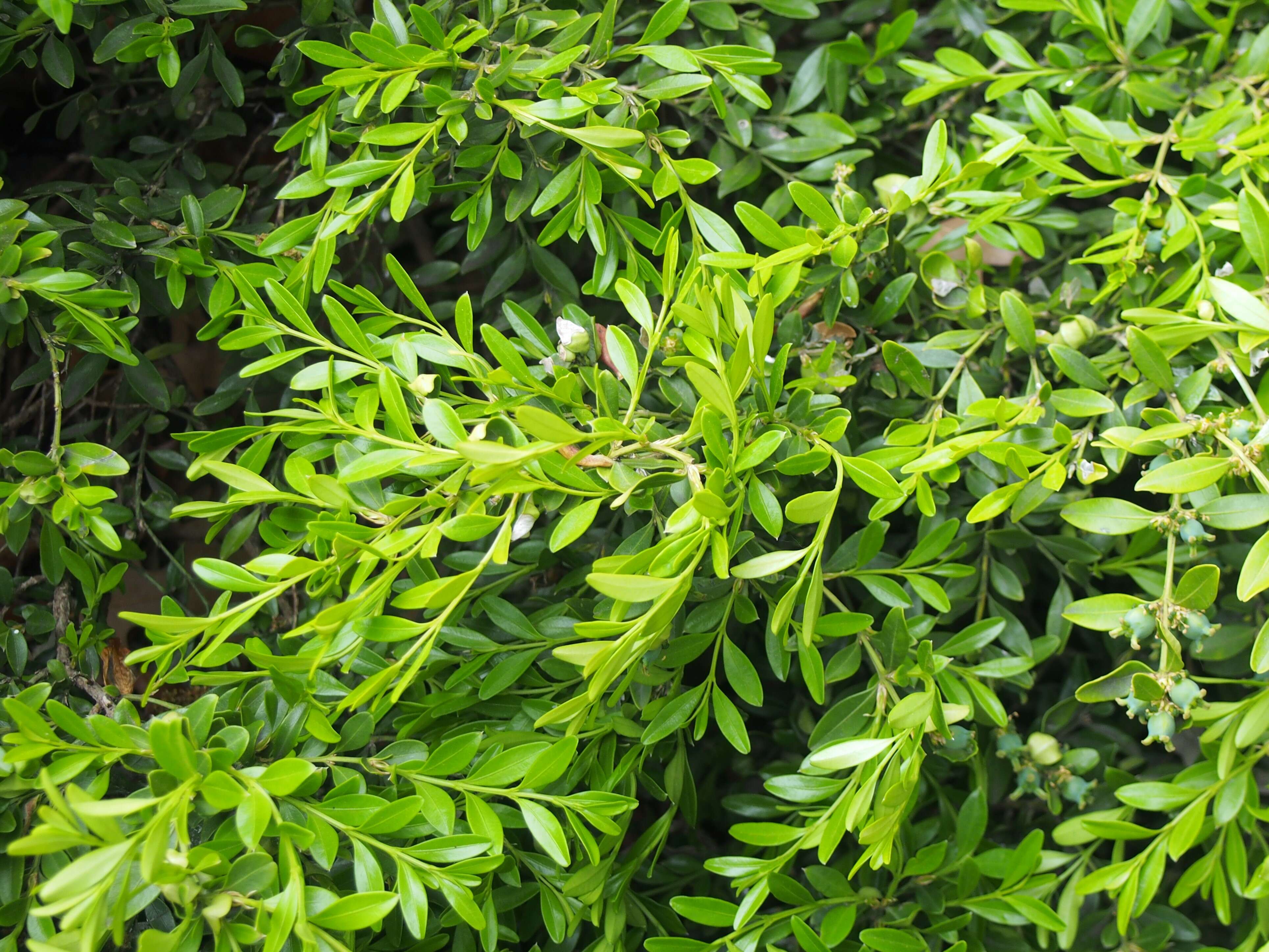 Image of Boxwood