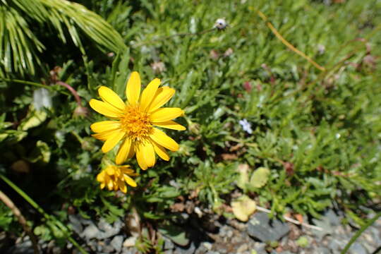 Image de Haplopappus glutinosus Cass. ex DC.