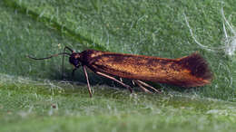 Image de Scythris obscurella Scopoli 1763