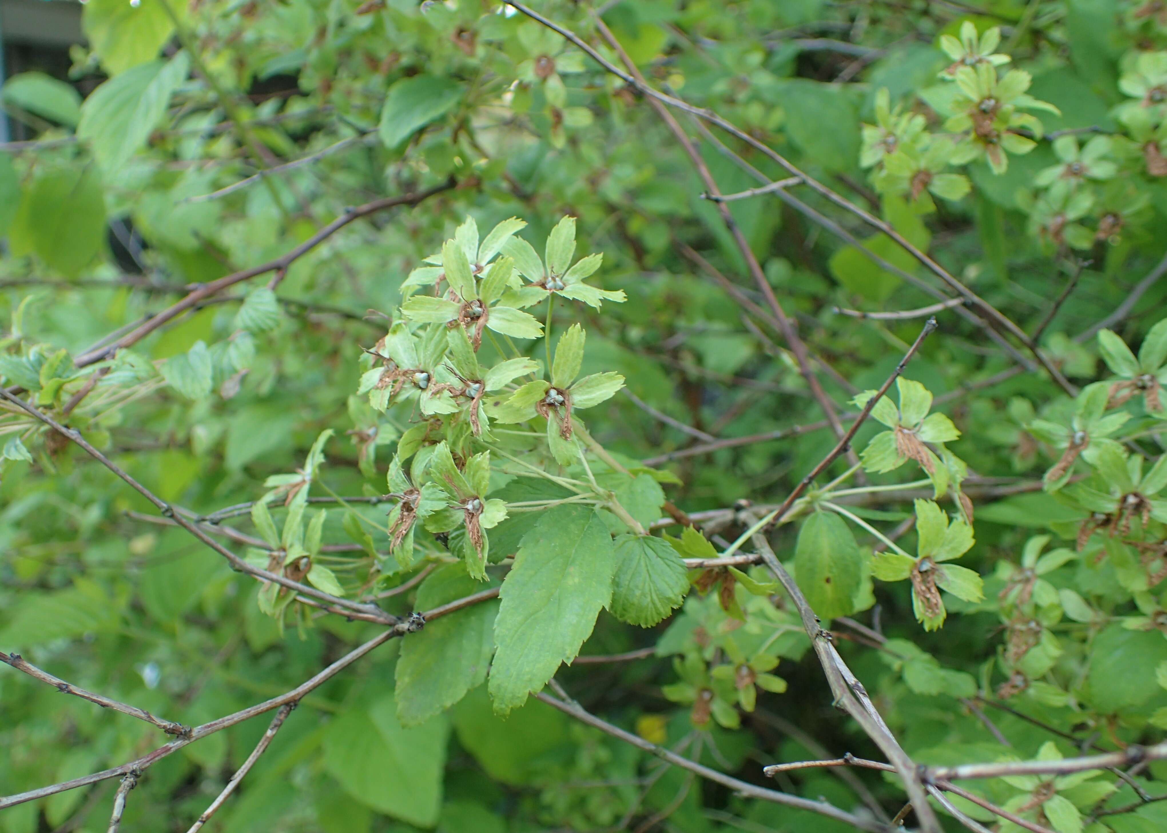 Neviusia alabamensis A. Gray的圖片